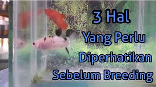 3 Hal Yang Perlu Diperhatikan Sebelum Mengawinkan Ikan Cupang