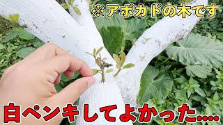 あの死にかけた木はどうなった......