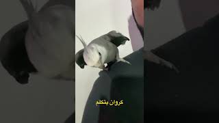 طائري ببغاء الكروان