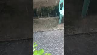 Asmr Heavy Rain Fall #asmr #asmrsatisfying #heavyrain #flood #rainsounds #rain #trending #viral