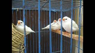 زيبرا بيضاء White zebra finch