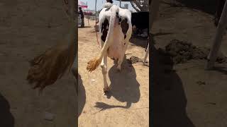 Cow #viral #farmer #animals #buffalow #buffalow #cow # #song #music #punjabisong #remix #v #singer