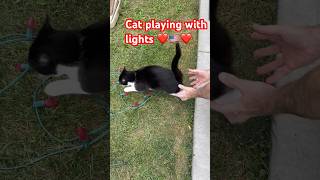 The cat wants to play with lights #vcp #kc #mo #mreastvlog #christmas #lights  #veterans #halloween