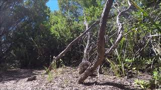 Large echidna on the Great Ocean Walk, Cape Otway