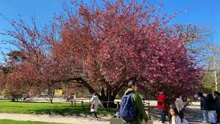 Walking in Paris – Jardin des Plantes (4K, Stereo Sounds)