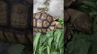 Gacu kura kura sulcata yang lucu part 23 #shorts #animals