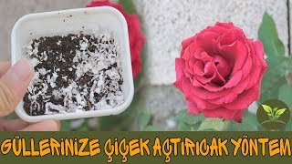 Gül Bitkisi İçin Kolay ve Ücretsiz Gübre | Çay ve Yumurta Gübresi