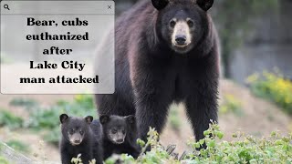 Bear & Cubs Euthanized After Lake City Man Attacked