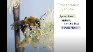 Earth chapter 7:  GEOLOGIC HISTORY OF THE ST. CROIX RIVER and SPRING BEES