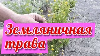 Земляничная трава (цефалофора) выращиваем и сушим