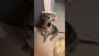 Lol wrong sound #viral #puppy #viralvideo #dog