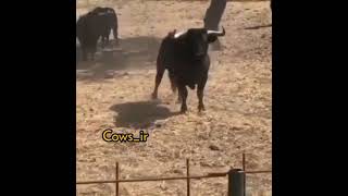 angry bull Best Animals compilation 2021| #shorts | Top Viral Animal Videos