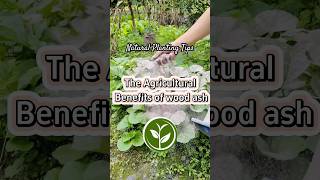 Agricultural benefits of wood ash #plants #shortvideo #garden #youtubeshorts #howto #farming