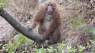 Arunachal macaque, Arunachal Pradesh, March 2024