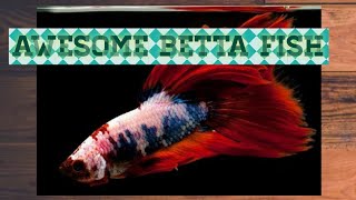 colourful betta fish|fullmoon betta fish|betta fish