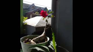 Bunga Adenium Tumpuk Merah simple dan mempesona