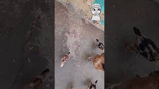 بلی نے حملہ کر دیا ۔ Slow motion video #cat attack #birds #aseelmurga #aseel