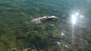 happy Dalmatian in Dalmatia on the beach - natural enjoyment