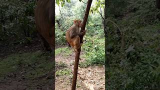 A monkey is sitting on a tree #monkey #youtuber #sortsvideo