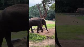 Hello Friends Maggi Khalo 😊❤️#nature#deeyq#animal#ytshots