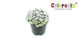 Sempervivum Colorockz® Arctic White