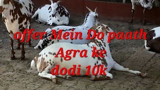 Agra ke do Shandar part offer price mein. in Hussaini Alam📌 #goat #bakri #animals