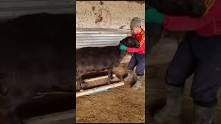 Баран на 130 кг #farming #sheeps