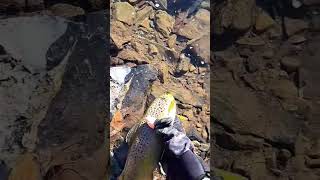 Perfect Day!! Part 3!! #shorts #subscribe #fish #browntrout #fishing