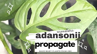 How To Propagate #Monstera #Adansonii | Swiss Cheese Vine