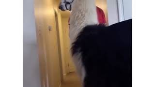 Sneaking a Llama inside my Home