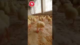 One Day Old Broiler Chicken