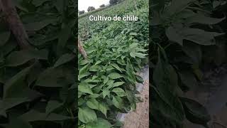 #chile #corridos #regionalmexicano #agro #agriculture #agronomia #tips #agricultura #campo