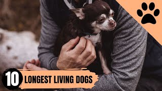 Top 10 Dogs that live the longest