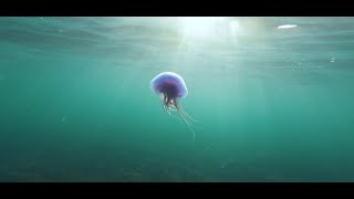 Blue Jellyfish (Cyanea lamarckii) | Freshwater Bay | Isle of Wight