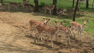 The Farm at Walnut Creek (Zoo)