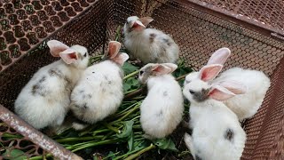 Rabbits eating natural food, rabbit farming. water convolvulus is the best food for rabbit. bunny.