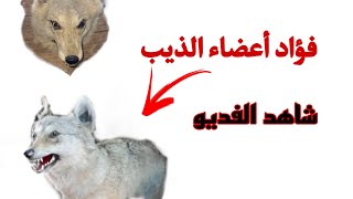 فؤاد أعضاء الذيب او ناب ذيب او كعب الذيب اى استفسار واتساب ٠٧٧١١٦٣٣٤٣٧