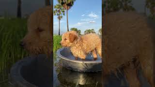 Omg puppy can’t swim #puppy #dog #cute #doglover #animal #youtubeshorts #shortvideo #trending