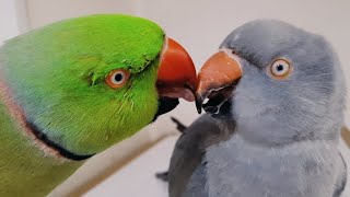 "When the green parrot tries its best to get a kiss from the gray parrot!"🐦❤