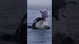 Orca taking out a bottlenose dolphin 🐬