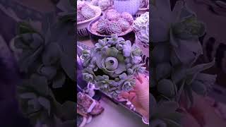 Satisfying Succulent Diy #84