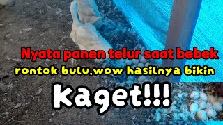 Nyata panen telur saat bebek rontok bulu,wow hasilnya bikin kaget!!!