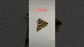 Butterfly | beautiful butterfly |Mr Best 5098 |