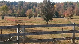 This Cowboy's Ride Live Stream