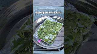 how to store Brahmi leaves for long #shorts #bhusanurcooking