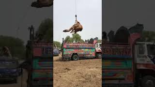 Camels loading videos amazing part #camel #youtubeshorts #animals #youtubevideos