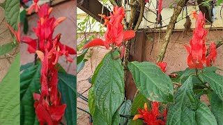 Tips on Growing and Propagating the Exotic Lobster Claw Plant