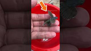 Caught a Fish That FLEW Away?! (Flying Fish Facts) #shorts #flyingfish