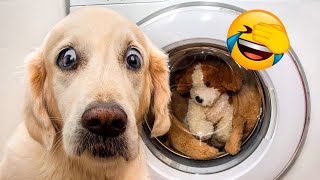 Videos Divertidos De Perros - Parte 2 🐶😂