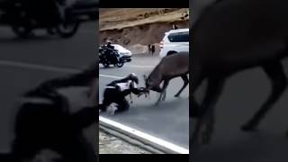 Wild Deer Attack On biker #animals #shorts